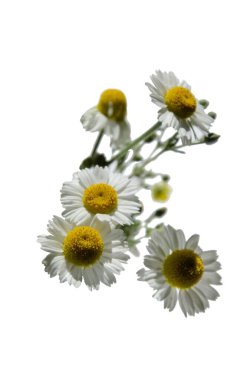 Beautiful white Daisy (Marguerite) isolated on transparent background, meetings in a bouquet clipart