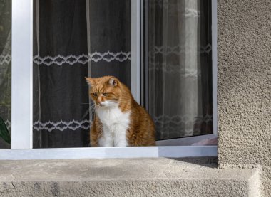 Penceredeki kedi dikkatlice caddeye bakıyor, kırmızı ve beyaz göğüslü..