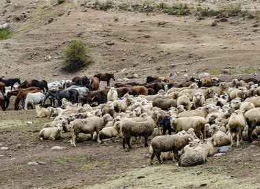 Dağlarda otlakta bir koyun sürüsü.