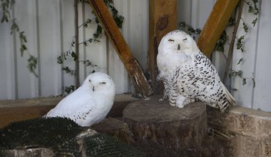 İki kutup baykuşu şaşırmış bir bakışla huzur içinde oturuyor. Yırtıcı kuşun gece kuşu. Hayvani davranış alışkanlıkları. Komik ekşi surat. Çok şaşırmış bir yüz. Sürprizin ifadesi. Mizah.