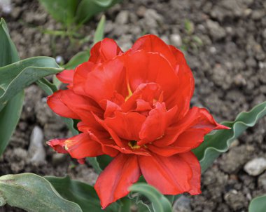 Kırmızı lale. Güzel, kırmızı lale çiçeği baharda bahçede açıyor, yakut lale ve harika taç yaprakları, bahar çiçekleri.