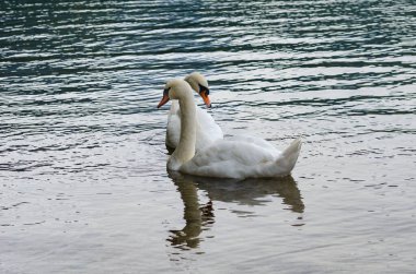 İki kuğu eşsiz güzellikte, zarafette ve zarafette bir yaratıktır. İnce, zarif kıvrımlı boynu ve zarif yüz hatlarıyla kuğu su üzerinde zahmetsizce süzülüyor.