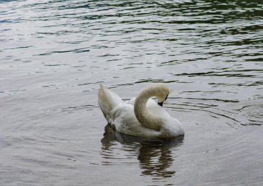 Kuğu eşsiz güzellikte, zarafette ve zarafette bir yaratıktır. İnce, zarif kıvrımlı boynu ve zarif yüz hatlarıyla kuğu su üzerinde zahmetsizce süzülüyor.