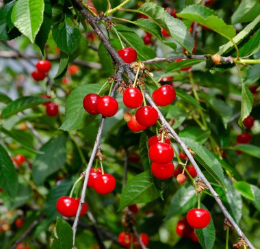Yazın başında hasat öncesi dalda kırmızı ve tatlı kirazlar.