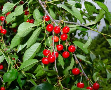 Yazın başında hasat öncesi dalda kırmızı ve tatlı kirazlar.