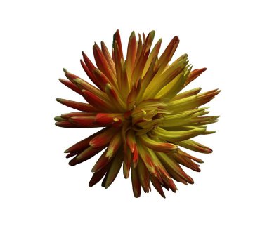 Dahlia. Kırpma yolu ile beyaz izole bir arkaplan üzerinde çiçek. Tasarım için. - Yakın çekim. Doğa. Şeffaf beyaz arkaplanda izole