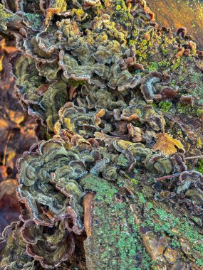 Mantarların kahverengi, gri ve yeşil tonlarıyla yoğunlaştırılmış renkli dalgalı başlıkları vardır. Kabuğun yüzeyine sıkıca tutunarak halı benzeri bir şekil oluştururlar. Yapraklarda sonbahar ayazı.