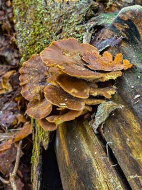 Ormandaki çürüyen eski bir kütüğün üzerinde büyüyen bir grup odun sıkıcı mantar. Mantar kapakları büyük, yuvarlak, dalgalı bir kenarı ve kadife gibi bir dokusu var. Renkleri koyu kahverengi.