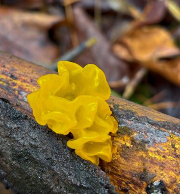 Mantarın jöle gibi bir tutarlılığı ve dalgalı, yaprak gibi bir şekli var. Yüzeyi, nem damlalarıyla kaplanmış gibi parlıyor ve jel gibi, şeffaf bir görüntüsü var.