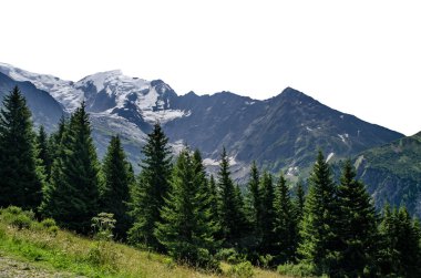 Görkemli karla kaplı dağlar ve bereketli yeşil çam ormanı berrak yaz gökyüzü altında, doğal manzara.