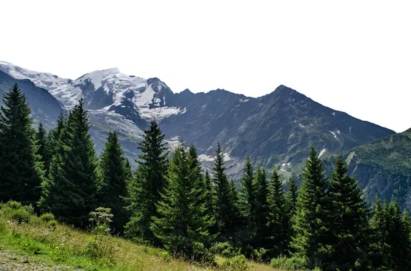 Görkemli karla kaplı dağlar ve bereketli yeşil çam ormanı berrak yaz gökyüzü altında, doğal manzara.