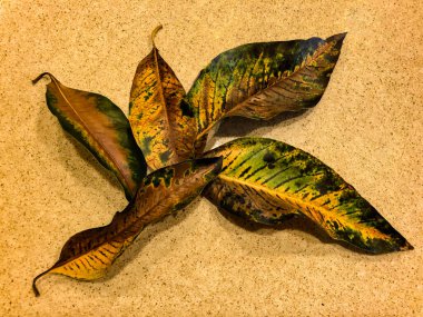 Eski incir yaprağı renk ve tasarım için iyi bir örnektir sarı kahverengi koyu yeşil güzel kombinasyon.