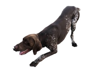 Alman Shorthair Pointer Dog Play Bow 'u Beyazların Arkaplanında İzole Edildi, Enerjik Mutlu Av Türü.