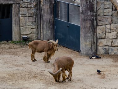 Berduş koyunlar, biri dinleniyor, biri ayakta, yakınlardaki bir hayvanat bahçesinde güvercinlerle birlikte. Arka planda taş duvarlar ve metal kapılar var. Bulutlu bir ışığın altında, kuru ve nemli bir ortamda yakalandılar.