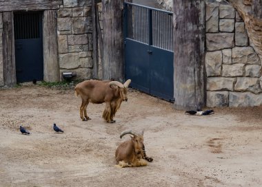 Berduş koyunlar, biri dinleniyor, biri ayakta, yakınlardaki bir hayvanat bahçesinde güvercinlerle birlikte. Arka planda taş duvarlar ve metal kapılar var. Bulutlu bir ışığın altında, kuru ve nemli bir ortamda yakalandılar.