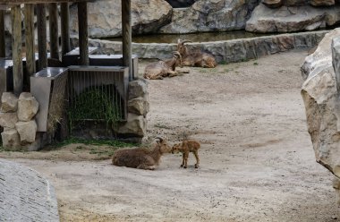 Berduş koyunlar, biri dinleniyor, biri ayakta, yakınlardaki bir hayvanat bahçesinde güvercinlerle birlikte. Arka planda taş duvarlar ve metal kapılar var. Bulutlu bir ışığın altında, kuru ve nemli bir ortamda yakalandılar.