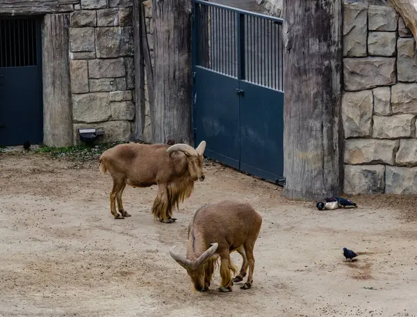 Berduş koyunlar, biri dinleniyor, biri ayakta, yakınlardaki bir hayvanat bahçesinde güvercinlerle birlikte. Arka planda taş duvarlar ve metal kapılar var. Bulutlu bir ışığın altında, kuru ve nemli bir ortamda yakalandılar.