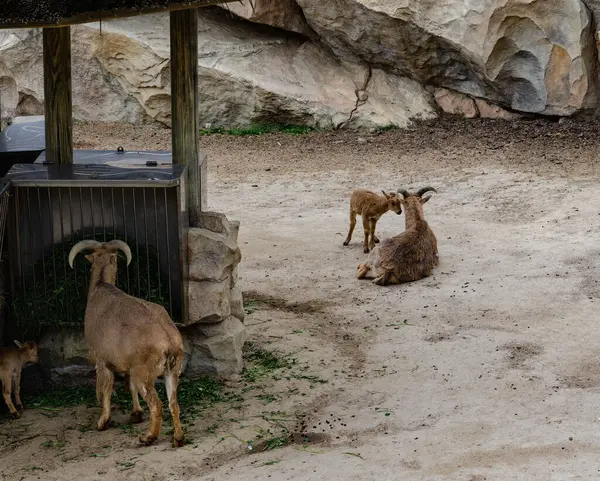 Berduş koyunlar, biri dinleniyor, biri ayakta, yakınlardaki bir hayvanat bahçesinde güvercinlerle birlikte. Arka planda taş duvarlar ve metal kapılar var. Bulutlu bir ışığın altında, kuru ve nemli bir ortamda yakalandılar.