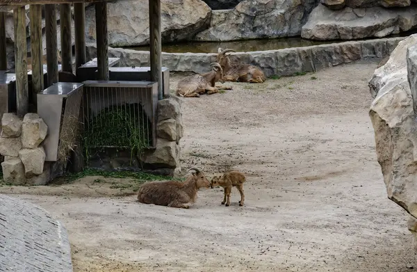 Berduş koyunlar, biri dinleniyor, biri ayakta, yakınlardaki bir hayvanat bahçesinde güvercinlerle birlikte. Arka planda taş duvarlar ve metal kapılar var. Bulutlu bir ışığın altında, kuru ve nemli bir ortamda yakalandılar.