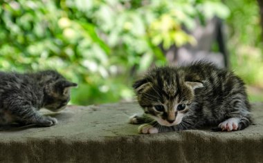 İki yeni doğmuş tekir kedi yavrusu açık havada tahta bir yüzeye uzanmış ve arka planda yeşil yapraklar var. Yavruların gözleri zar zor açılır. Kırılganlık ve şirinlik gösterirler.