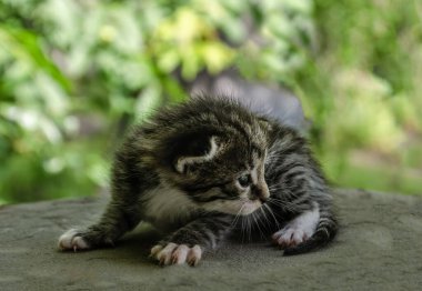 Yeni doğmuş küçük bir tekir kedi yavrusu, arka planda bulanık yeşil bir bahçe yeşili ile, açık bir ahşap yüzey üzerinde yatıyor. Yavru kedinin gözlerini zar zor açabilmesi, kırılganlığını ve sevimliliğini gösteriyor.
