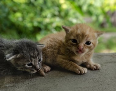 İki yeni doğmuş kedi yavrusu, bir bahçenin bulanık yeşil yeşillik arka planına sahip, tahta bir yüzeyde uzanıyorlar. Yavruların gözlerini zar zor açıyorlar. Bu da kırılganlık ve şirinliği gösteriyor.