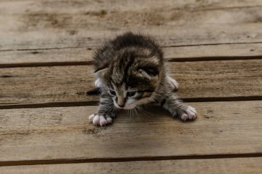Yeni doğmuş küçük bir tekir kedi yavrusu, arka planda bulanık yeşil bir bahçe yeşili ile, açık bir ahşap yüzey üzerinde yatıyor. Yavru kedinin gözlerini zar zor açabilmesi, kırılganlığını ve sevimliliğini gösteriyor.