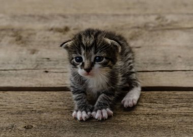 Yeni doğmuş küçük bir tekir kedi yavrusu, arka planda bulanık yeşil bir bahçe yeşili ile, açık bir ahşap yüzey üzerinde yatıyor. Yavru kedinin gözlerini zar zor açabilmesi, kırılganlığını ve sevimliliğini gösteriyor.