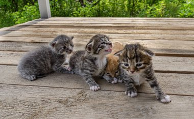 Grup Yeni doğmuş küçük bir kedi yavrusu, bulanık yeşil bir bahçe yeşilliğinin arka planında, tahta bir yüzey üzerinde uzanıyor. Yavruların gözleri zar zor açılır. Kırılganlık ve şirinlik gösterirler.
