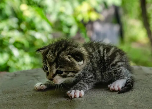 Yeni doğmuş küçük bir tekir kedi yavrusu, arka planda bulanık yeşil bir bahçe yeşili ile, açık bir ahşap yüzey üzerinde yatıyor. Yavru kedinin gözlerini zar zor açabilmesi, kırılganlığını ve sevimliliğini gösteriyor.