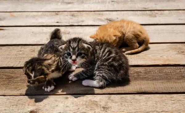 Grup Yeni doğmuş küçük bir kedi yavrusu, bulanık yeşil bir bahçe yeşilliğinin arka planında, tahta bir yüzey üzerinde uzanıyor. Yavruların gözleri zar zor açılır. Kırılganlık ve şirinlik gösterirler.
