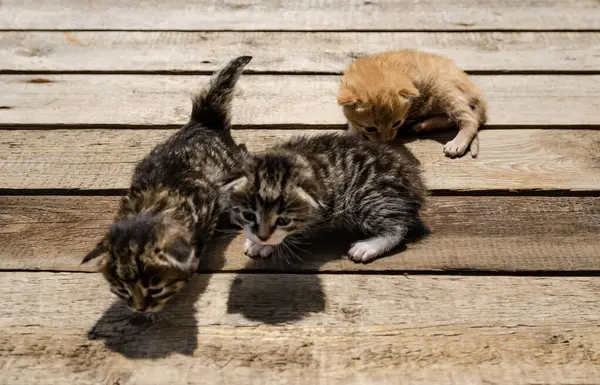 Grup Yeni doğmuş küçük bir kedi yavrusu, bulanık yeşil bir bahçe yeşilliğinin arka planında, tahta bir yüzey üzerinde uzanıyor. Yavruların gözleri zar zor açılır. Kırılganlık ve şirinlik gösterirler.