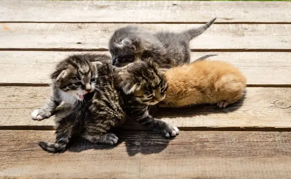 Grup Yeni doğmuş küçük bir kedi yavrusu, bulanık yeşil bir bahçe yeşilliğinin arka planında, tahta bir yüzey üzerinde uzanıyor. Yavruların gözleri zar zor açılır. Kırılganlık ve şirinlik gösterirler.