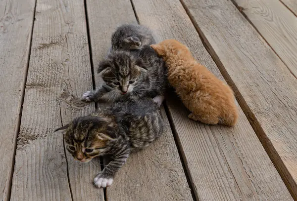 Grup Yeni doğmuş küçük bir kedi yavrusu, bulanık yeşil bir bahçe yeşilliğinin arka planında, tahta bir yüzey üzerinde uzanıyor. Yavruların gözleri zar zor açılır. Kırılganlık ve şirinlik gösterirler.