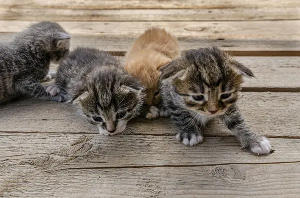 Grup Yeni doğmuş küçük bir kedi yavrusu, bulanık yeşil bir bahçe yeşilliğinin arka planında, tahta bir yüzey üzerinde uzanıyor. Yavruların gözleri zar zor açılır. Kırılganlık ve şirinlik gösterirler.