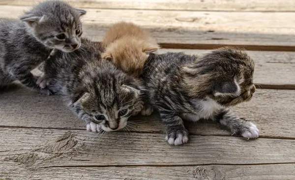 Grup Yeni doğmuş küçük bir kedi yavrusu, bulanık yeşil bir bahçe yeşilliğinin arka planında, tahta bir yüzey üzerinde uzanıyor. Yavruların gözleri zar zor açılır. Kırılganlık ve şirinlik gösterirler.