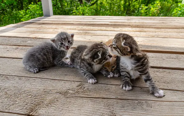 Grup Yeni doğmuş küçük bir kedi yavrusu, bulanık yeşil bir bahçe yeşilliğinin arka planında, tahta bir yüzey üzerinde uzanıyor. Yavruların gözleri zar zor açılır. Kırılganlık ve şirinlik gösterirler.