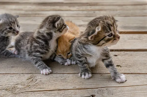 Grup Yeni doğmuş küçük bir kedi yavrusu, bulanık yeşil bir bahçe yeşilliğinin arka planında, tahta bir yüzey üzerinde uzanıyor. Yavruların gözleri zar zor açılır. Kırılganlık ve şirinlik gösterirler.
