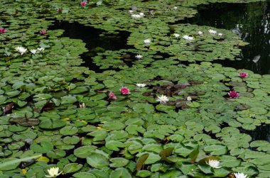 Güzel beyaz ve pembe nilüferler bir gölün sakin yüzeyinde yeşil nilüferler arasında çiçek açıyor. Huzurlu ve doğal bir sulak arazi, yansımaları olan, sükunet, su bitkileri ve yaz doğası temaları için mükemmel bir sahne.