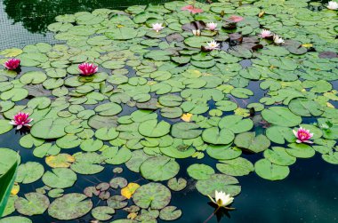 Güzel beyaz ve pembe nilüferler bir gölün sakin yüzeyinde yeşil nilüferler arasında çiçek açıyor. Huzurlu ve doğal bir sulak arazi, yansımaları olan, sükunet, su bitkileri ve yaz doğası temaları için mükemmel bir sahne.