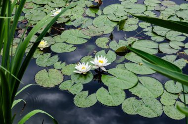 Güzel beyaz ve pembe nilüferler bir gölün sakin yüzeyinde yeşil nilüferler arasında çiçek açıyor. Huzurlu ve doğal bir sulak arazi, yansımaları olan, sükunet, su bitkileri ve yaz doğası temaları için mükemmel bir sahne.