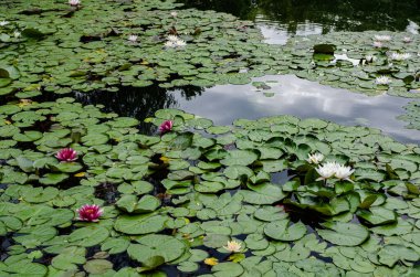 Güzel beyaz ve pembe nilüferler bir gölün sakin yüzeyinde yeşil nilüferler arasında çiçek açıyor. Huzurlu ve doğal bir sulak arazi, yansımaları olan, sükunet, su bitkileri ve yaz doğası temaları için mükemmel bir sahne.