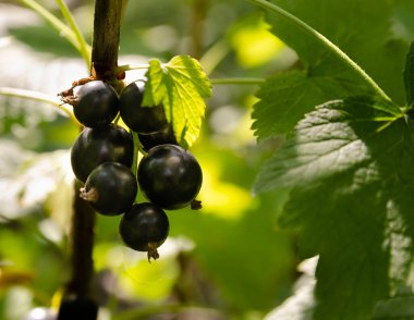 Canlı yeşil yapraklarla çevrili bir ağaç dalında yetişen olgun ahududu. Fotoğraf, tarım, bahçıvanlık, organik gıda ve doğa temaları için mükemmel olan yaz meyvelerinin doğal güzelliğini ve tazeliğini bir bahçe ortamında yakalıyor.