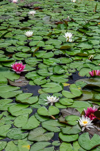 Güzel beyaz ve pembe nilüferler bir gölün sakin yüzeyinde yeşil nilüferler arasında çiçek açıyor. Huzurlu ve doğal bir sulak arazi, yansımaları olan, sükunet, su bitkileri ve yaz doğası temaları için mükemmel bir sahne.