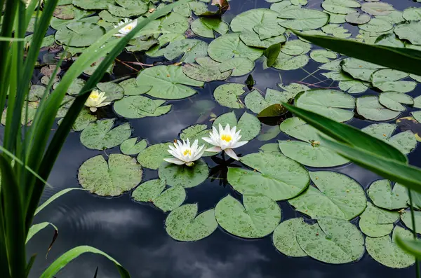 Güzel beyaz ve pembe nilüferler bir gölün sakin yüzeyinde yeşil nilüferler arasında çiçek açıyor. Huzurlu ve doğal bir sulak arazi, yansımaları olan, sükunet, su bitkileri ve yaz doğası temaları için mükemmel bir sahne.