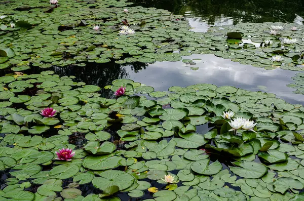 Güzel beyaz ve pembe nilüferler bir gölün sakin yüzeyinde yeşil nilüferler arasında çiçek açıyor. Huzurlu ve doğal bir sulak arazi, yansımaları olan, sükunet, su bitkileri ve yaz doğası temaları için mükemmel bir sahne.