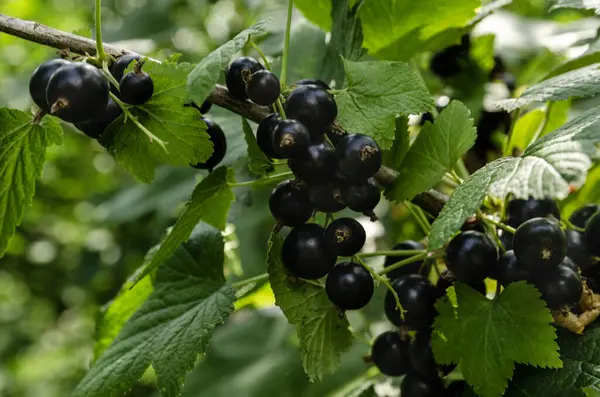 Canlı yeşil yapraklarla çevrili bir ağaç dalında yetişen olgun ahududu. Fotoğraf, tarım, bahçıvanlık, organik gıda ve doğa temaları için mükemmel olan yaz meyvelerinin doğal güzelliğini ve tazeliğini bir bahçe ortamında yakalıyor.