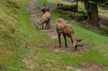 Chamois, Rupicapra rupicapra, kayalık tepede, arka planda orman, Chamonix vadisi Fransa 'nın yamaçları. Boynuzlu hayvanlı vahşi yaşam sahnesi. Güveci olan orman manzarası.