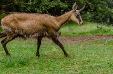 Chamois, Rupicapra rupicapra, kayalık tepede, arka planda orman, Chamonix vadisi Fransa 'nın yamaçları. Boynuzlu hayvanlı vahşi yaşam sahnesi. Güveci olan orman manzarası.