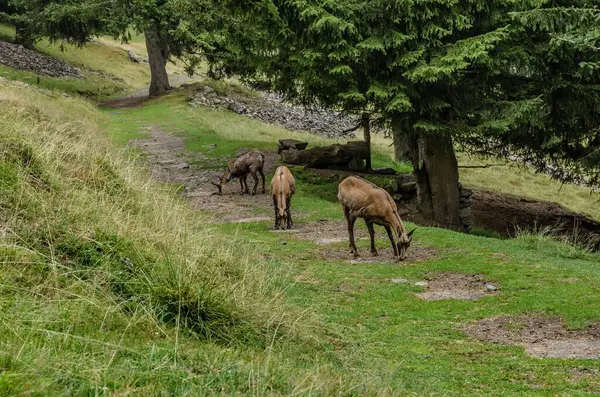 Chamois, Rupicapra rupicapra, kayalık tepede, arka planda orman, Chamonix vadisi Fransa 'nın yamaçları. Boynuzlu hayvanlı vahşi yaşam sahnesi. Güveci olan orman manzarası.